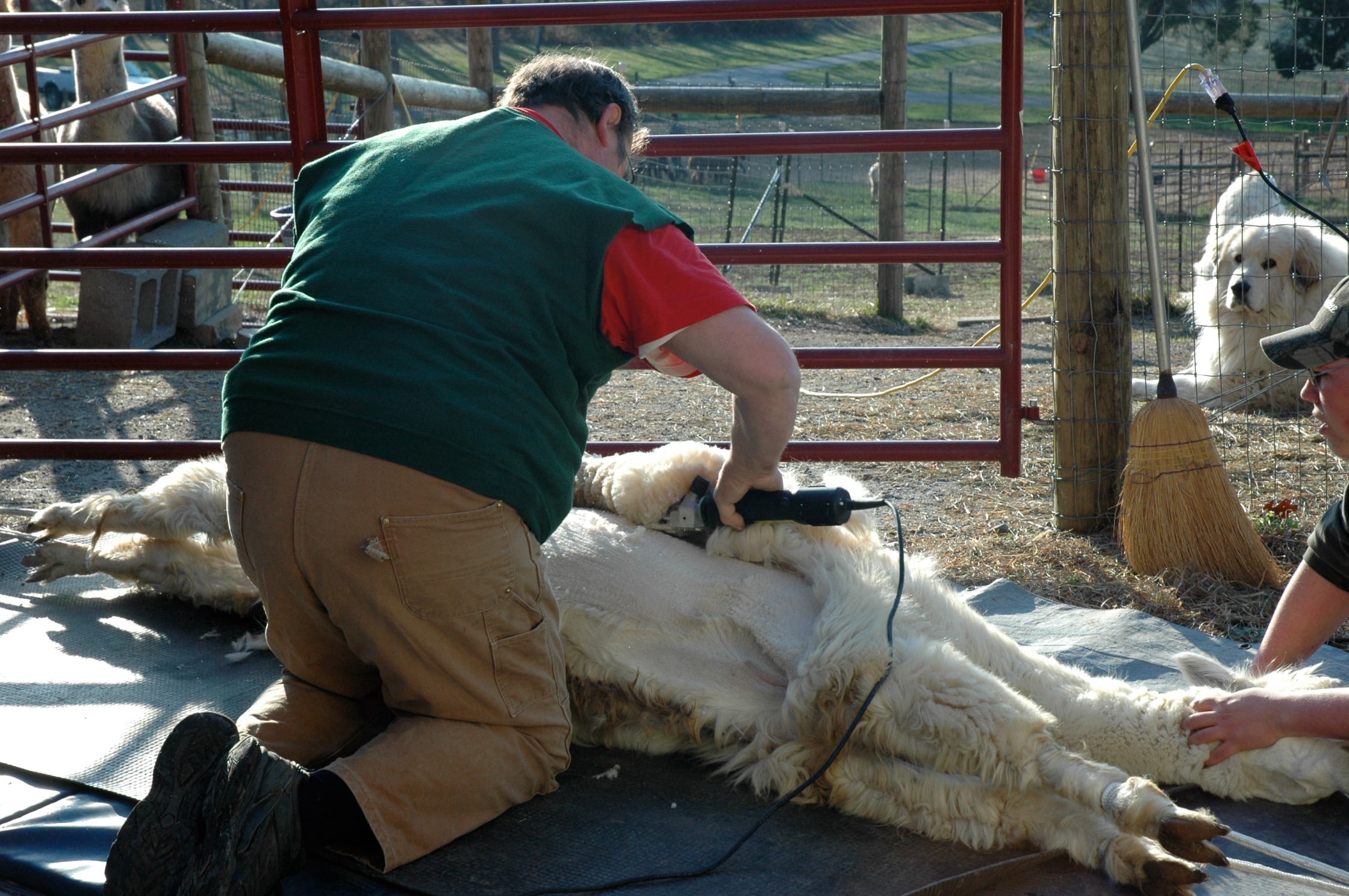 Shearing Day on the Farm for Alpacas PetMD